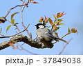 リラックス 37849038