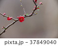 ボケの花 37849040