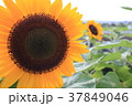 ヒマワリ 37849046