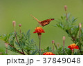 蝶と花 37849048