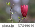 紫木蓮 37849049