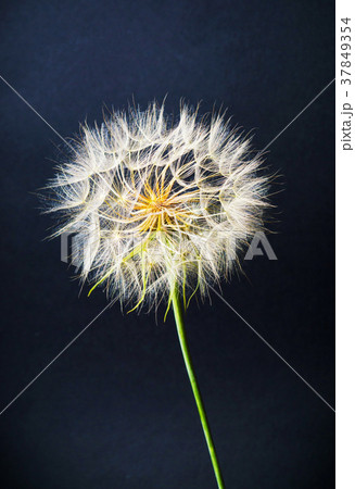 Dried dandelion head against black background 37849354