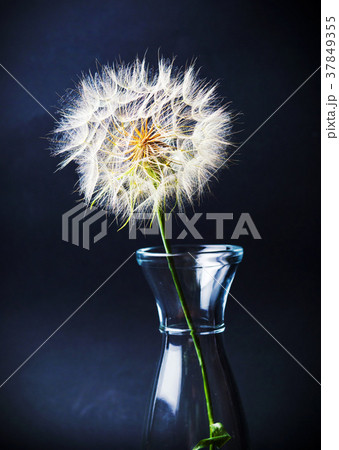 Dried dandelion in a glass jar 37849355