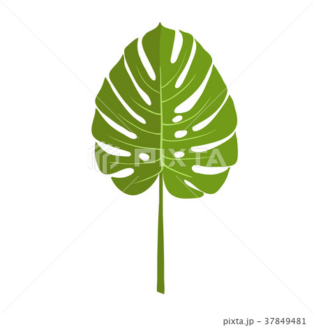 Green plant leaf, monstera. Isolated vector Green plant leaf, monstera. Isolated vector 37849481