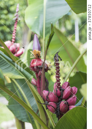 Plant from  jungle. Amazonia, Ecuador 37850712