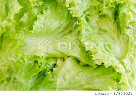 Salad leaf. Lettuce background. vegetables 37851025
