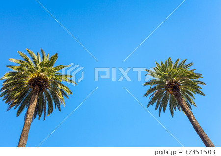 Palms of Beverly Hills 37851503