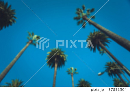 Palms of Beverly Hills 37851504