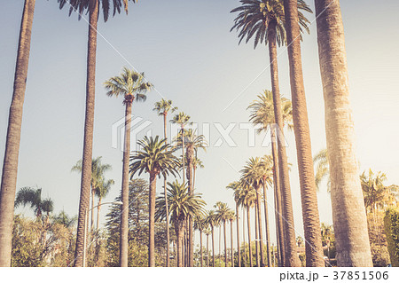Palms of Beverly Hills 37851506
