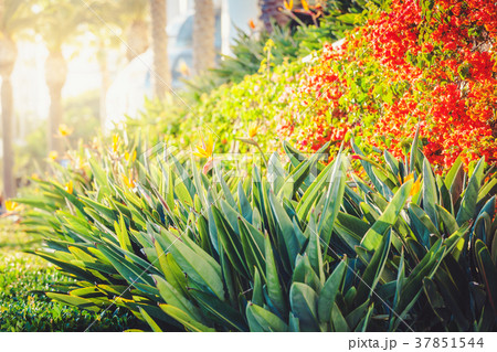 Tropical flora of santa monica promenade 37851544