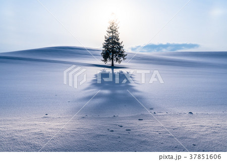 《北海道》冬の美瑛・クリスマスツリーの木 37851606