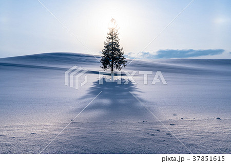 《北海道》冬の美瑛・クリスマスツリーの木 37851615