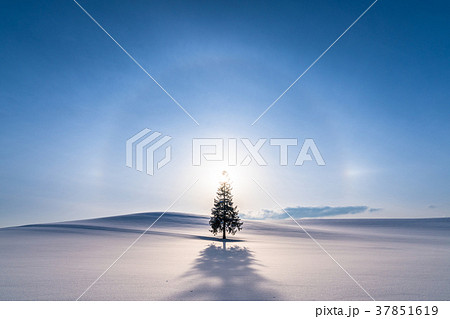 《北海道》冬の美瑛・クリスマスツリーの木 《北海道》冬の美瑛・クリスマスツリーの木 37851619