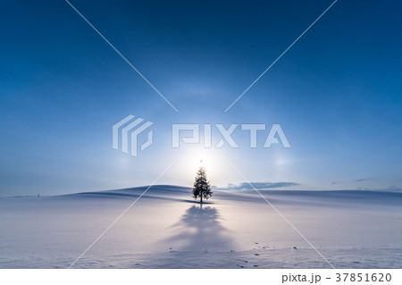 《北海道》冬の美瑛・クリスマスツリーの木 《北海道》冬の美瑛・クリスマスツリーの木 37851620