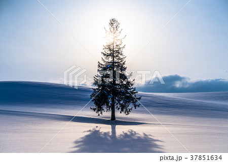 《北海道》冬の美瑛・クリスマスツリーの木 37851634