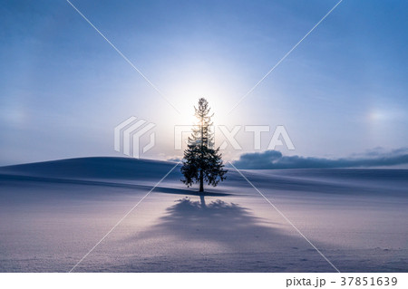 《北海道》冬の美瑛・クリスマスツリーの木 37851639
