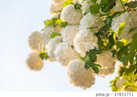 Snowball flowers close up Snowball flowers close up 37851771