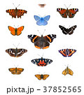 Set of 13 european butterflies 37852565
