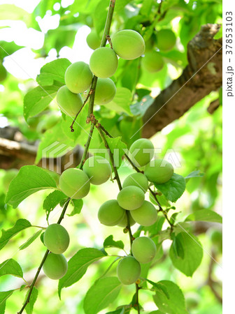 梅の実-33782 37853103