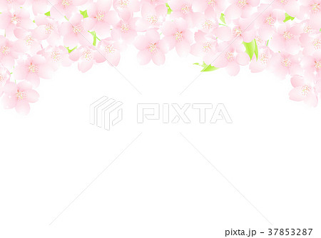 サクラの花のアーチ キラキラ イラストのイラスト素材
