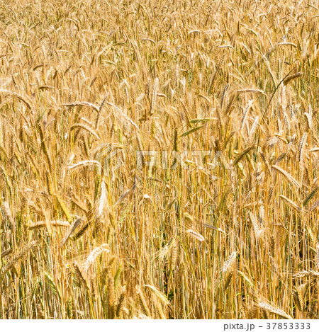 ripe rye ears in field on Bavaria in summer ripe rye ears in field on Bavaria in summer 37853333