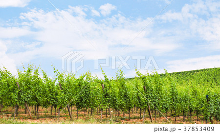 blue sky over green vineyard in Alsace 37853409