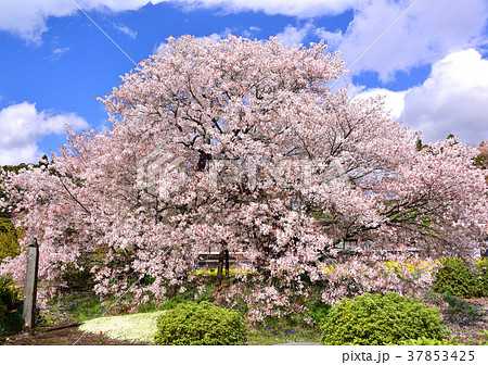 狩宿の下馬桜 の写真素材