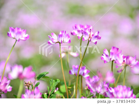 レンゲ-33589 レンゲ-33589 37853430