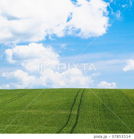 green cereal field under blue sky in Picardy green cereal field under blue sky in Picardy 37853514