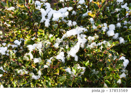 melting snow on green leaves of Holly bush melting snow on green leaves of Holly bush 37853569