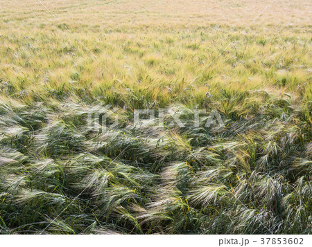 green barley field in Picardy region of France 37853602