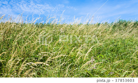 meadow grasses on field close up on Cap Gris-Nez 37853603