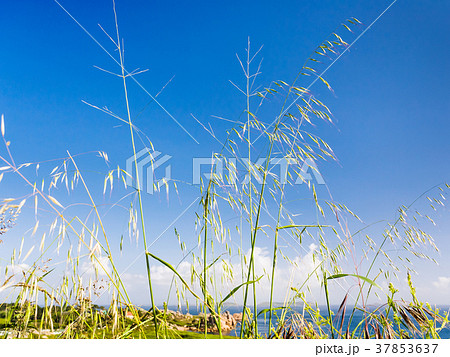 meadow grass on coastline of English Channel 37853637