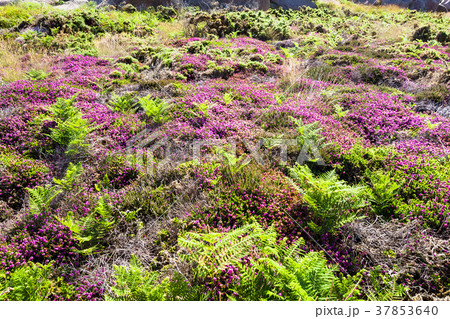 moorland in Ploumanac'h site of Perros-Guirec 37853640