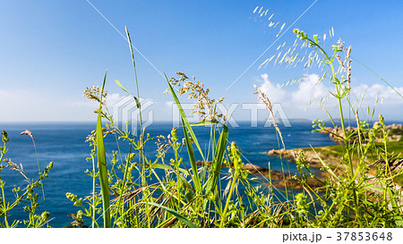 green grass on coastline of English Channel 37853648