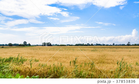 rural landscape in Central Poland in summer rural landscape in Central Poland in summer 37853836