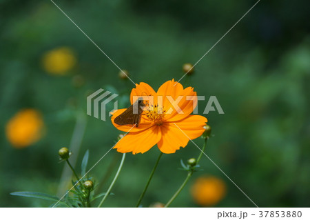 一文字挵（イチモンジセセリ）と黄花秋桜 37853880