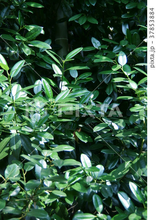 多羅葉 タラヨウ 葉書の木と呼ばれ郵便局の木になっています。 多羅葉 タラヨウ 葉書の木と呼ばれ郵便局の木になっています。 37853884