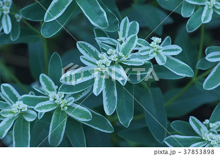 初雪草　ハツユキソウ　花言葉は「穏やかな生活」 37853898