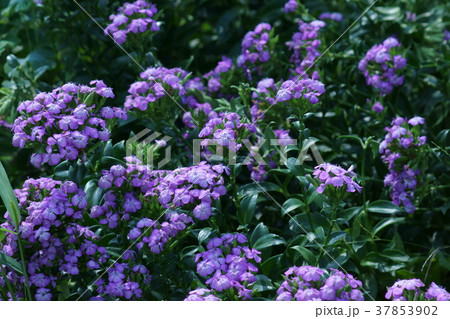 浜撫子 花言葉は 陽気な恋 の写真素材