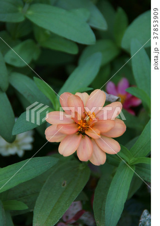 百日草 ジニアプロフュージョン 花言葉は 不在の友を思う の写真素材