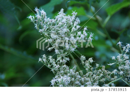 鵯花 ヒヨドリバナ 花言葉は「清楚」 鵯花 ヒヨドリバナ 花言葉は「清楚」 37853915