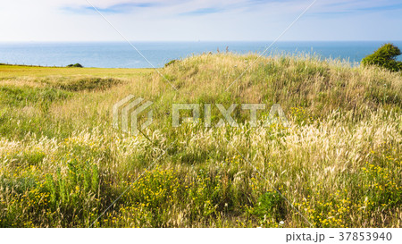 meadow on Cap Gris-Nez in France meadow on Cap Gris-Nez in France 37853940