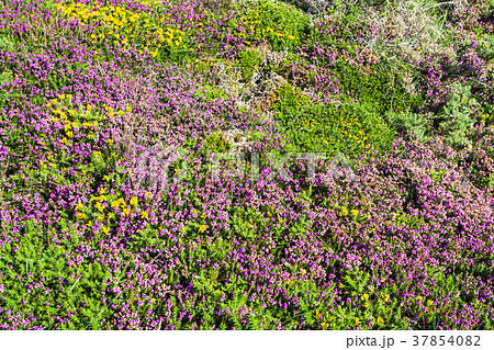 heathland in Ploumanac'h site of Perros-Guirec 37854082