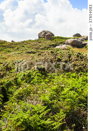 green moorland in Ploumanac'h site in Brittany 37854083