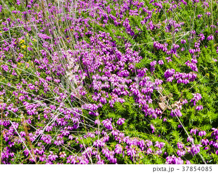 heather flowers in Ploumanac'h site in summer 37854085