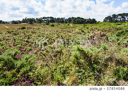 view of natural parkland of Ploumanach site 37854086