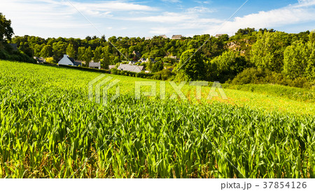 corn field in Ploubazlanec village, Brittany 37854126