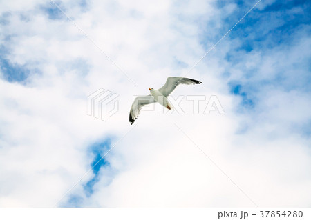 seagull soaring in blue sky with white clouds 37854280
