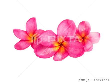 frangipani (plumeria) flower isolated 37854771